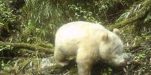 Свежие новости: На камеры наблюдения попала единственная в мире панда-альбинос