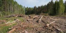 Свежие новости: ВИДЕО: На Николаевщине ведётся системная незаконная вырубка леса