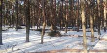 Свежие новости: Николаевцы бьют тревогу из-за массовой рубки деревьев