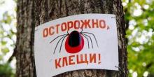 Свежие новости: В Вознесенске на теле 7-летней девочки мама обнаружила почти полсотни клещей