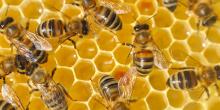 Свежие новости: Бджолярі Миколаївщини отримають нові можливості для виходу на міжнародні ринки збуту