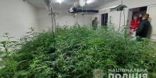 Свежие новости: У трех жителей Вознесенского района изъяли более 280 кустов конопли элитного сорта и принадлежности для ее выращивания на 300 тыс. гривен