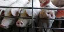 Свежие новости: В Украине зафиксировали пять новых случаев АЧС
