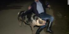 Свежие новости: ВИДЕО: В Греции свинья напала на корреспондента в прямом эфире
