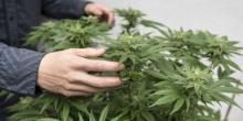 Свежие новости: Николаевский нардеп Негулевский подал в Раду законопроект о легализации марихуаны