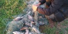 Свежие новости: На Миколаївщині поліцейський водний патруль викрив браконьєрів, які у нерест сітками виловили близько 400 риб