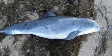 Свежие новости: На берегу лимана под Николаевом обнаружили мертвого дельфина