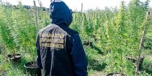Свежие новости: В Первомайском районе полиция уличила местного жителя на выращивании элитной конопли, владельца еще одной наркоплантации пока не установили