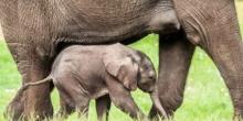 Свежие новости: Слоненок родился без признаков жизни: смотрите что сделала слониха. ВИДЕО
