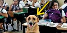 Свежие новости: Учительница привела в школу собаку, чтобы заставить детей учиться