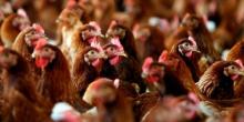 Свежие новости: ЕС приостановил импорт мяса птицы из Украины из-за птичьего гриппа