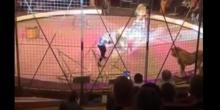 Свежие новости: В Луганске лев напал на циркача (видео)