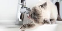 Свежие новости: Увага! Можливе відключення водопостачання!