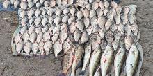 Свежие новости: У Миколаєві затримали рибалок, які наловили риби на понад ₴340 тисяч