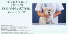 Фото новости: Вознесенськ. Безплатна стерилізація тварин та профілактичні щеплення Свежие новости: Вознесенськ. Безплатна стерилізація тварин та профілактичні щеплення