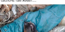 Свежие новости: SOS! В Очакове массово травят бездомных собак и котов