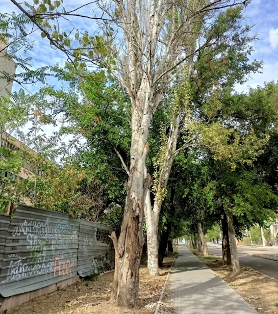 Свежие новости: У Миколаєві надійшло 58 звернень щодо аварійних дерев