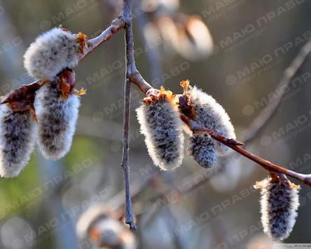 Свежие новости: Сегодня православные христиане отметили Вербное воскресенье