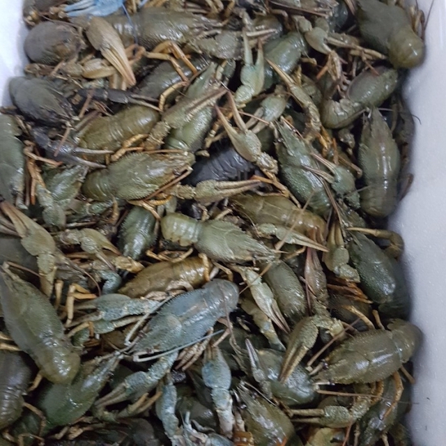 Свежие новости: На Миколаївщині браконьєр наловив раків на півмільйона гривень