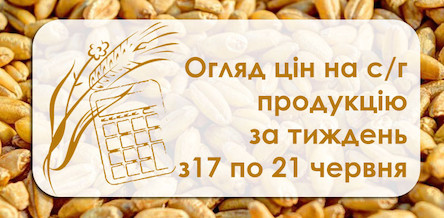 Свежие новости: Як змінилися ціни на зернові та олійні у Миколаївській області — огляд цін з 17 по 21 червня