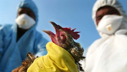 Свежие новости: На Николаевщине село закрыли на карантин из-за птичьего гриппа