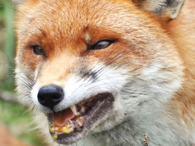 Свежие новости: В Николаевской области выявили лептоспироз и бешенство у животных: где распространены болезни