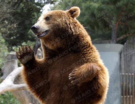 Фото новости: ВИДЕО: В Белой Церкви цирковой медведь напал на зрителей – в результате давки пострадали люди Свежие новости: ВИДЕО: В Белой Церкви цирковой медведь напал на зрителей – в результате давки пострадали люди