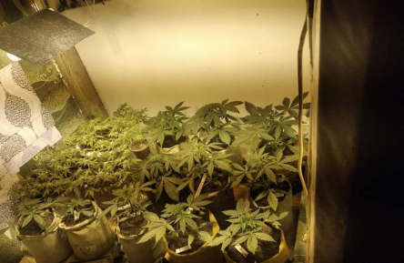 Свежие новости: ФОТО: На лаві підсудних житель Вознесенського району, який вирощував коноплю