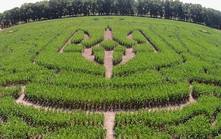 Свежие новости: На Николаевщине у фермера забрали 650 га земли за неправомерную передачу в субаренду