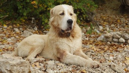 Свежие новости: Под Одессой собаки растерзали женщину