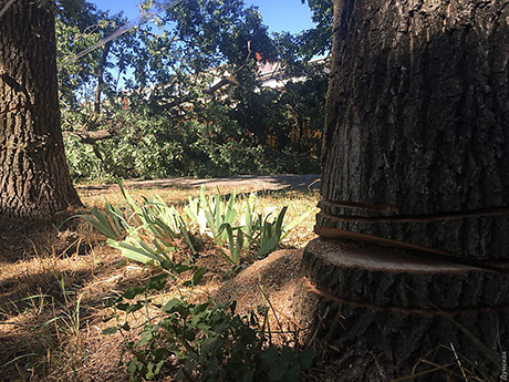 Свежие новости: В Доманевском районе мужчина спилил дубов на 35 тысяч