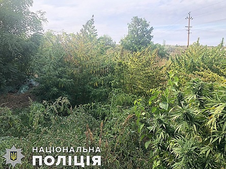 Свежие новости: Полиция продолжает закрывать наркоплантации в Вознесенском районе – на этот раз изъяли 6 килограммов каннабиса