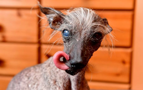 Свежие новости: Умерла самая уродливая собака Великобритании