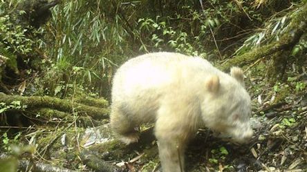 Свежие новости: На камеры наблюдения попала единственная в мире панда-альбинос