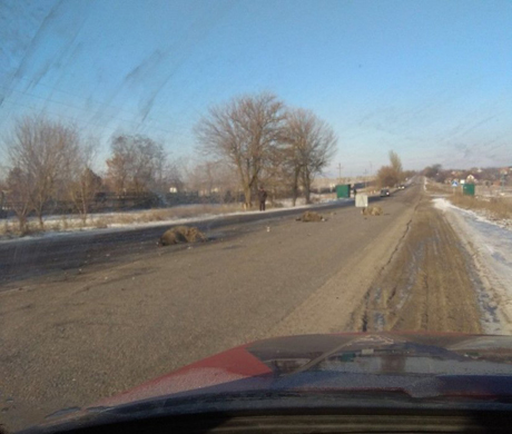 Свежие новости: Под Николаевом машина врезалась в отару овец