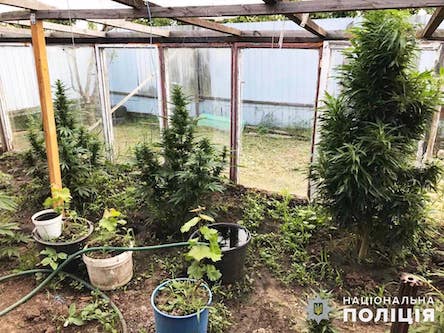 Свежие новости: В Вознесенском районе у местного жителя обнаружили конопли на 300 тысяч гривен