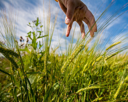 Свежие новости: Инфраструктура, IT-сфера и сельское хозяйство: во что предлагает инвестировать Украина