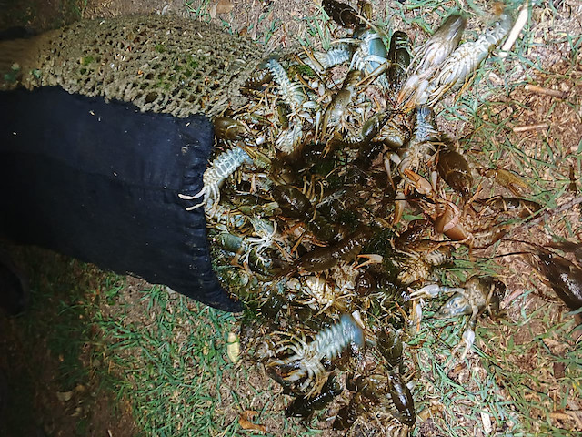 Свежие новости: На Миколаївщині рибоохоронний патруль затримав браконьєра, який наловив раків на майже 3 млн грн