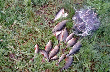 Свежие новости: Возле Александровской ГЭС во время нерестового запрета поймали браконьеров