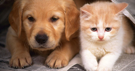 Свежие новости: В Одессе может появиться крематорий для животных