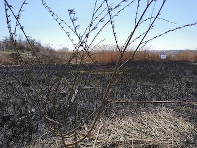 Свежие новости: Полиция задержала мужчину, который поджигал камыш в Николаеве