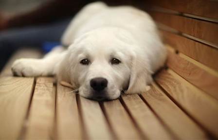 Свежие новости: Вознесенськ: Безкоштовна стерилізація тварин продовжується!