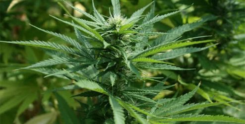 Свежие новости: В Вашингтоне будут раздавать марихуану возле пунктов вакцинации