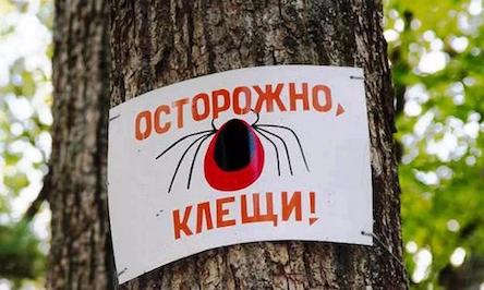 Свежие новости: В Вознесенске на теле 7-летней девочки мама обнаружила почти полсотни клещей