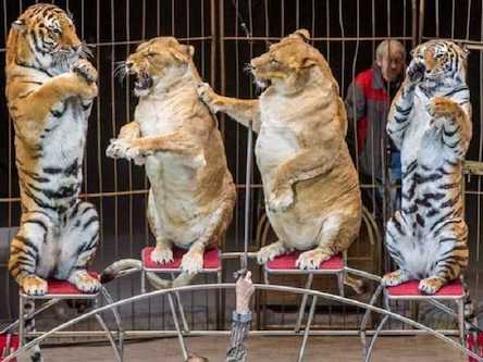 Свежие новости: В 2020 году в украинских цирках больше не будет представлений с животными, — Бородянский