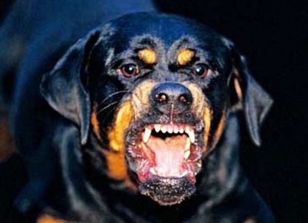 Свежие новости: ВИДЕО: В Одессе копы застрелили ротвейлера – он растерзал хозяйку и бросился на полицейского