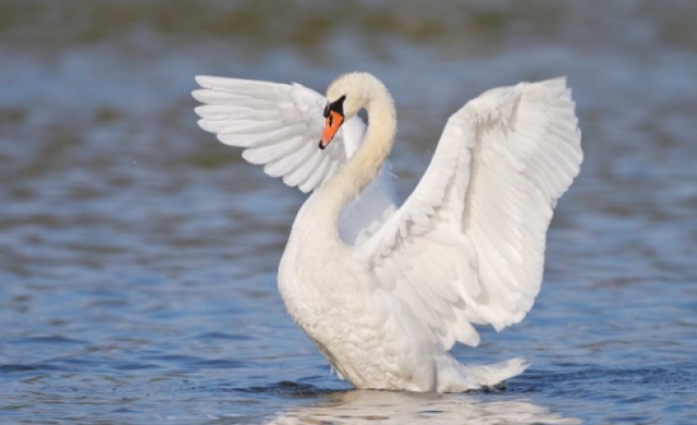 Свежие новости: В Николаеве появились «почти ручные» лебеди