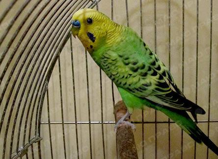 Свежие новости: Пьяный мужчина 