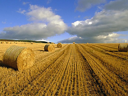 Свежие новости: На Николаевщине фермеры решили организовать отряды самообороны для защиты своих земель от рейдеров