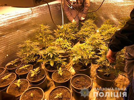 Свежие новости: Поліцейські ліквідували парник з коноплею, який мешканець Вознесенщини облаштував у себе вдома